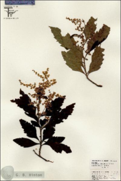 URN_catalog_HBHinton_herbarium_26288.jpg.jpg