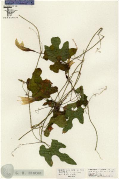 URN_catalog_HBHinton_herbarium_26489.jpg.jpg