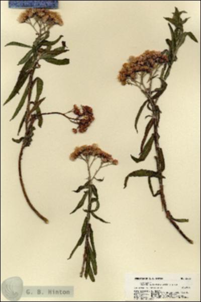 URN_catalog_HBHinton_herbarium_22085.jpg.jpg