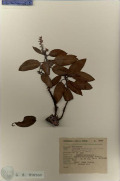 URN_catalog_HBHinton_herbarium_8847.jpg.jpg