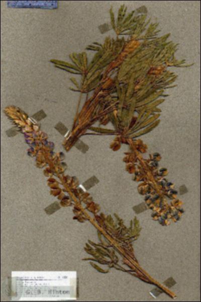 URN_catalog_HBHinton_herbarium_18820.jpg.jpg