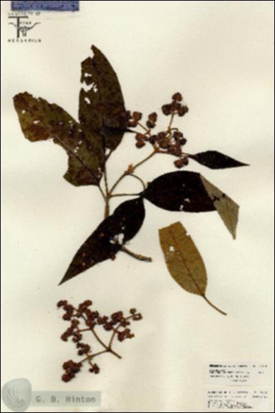 URN_catalog_HBHinton_herbarium_26108.jpg.jpg