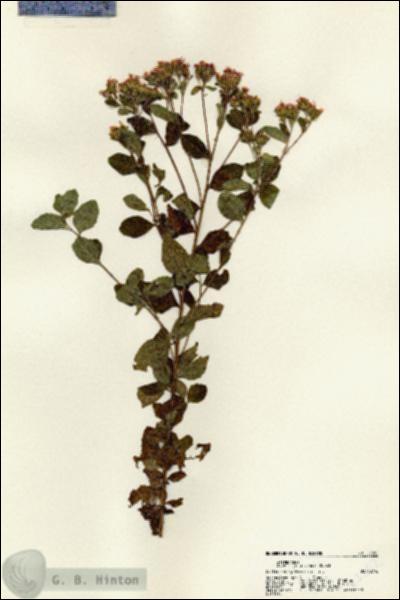 URN_catalog_HBHinton_herbarium_22552.jpg.jpg