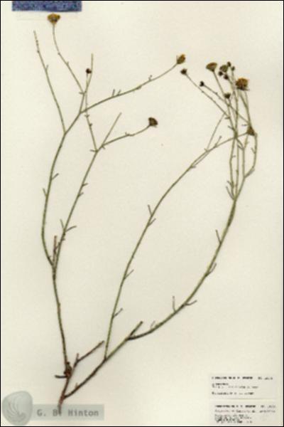 URN_catalog_HBHinton_herbarium_25475.jpg.jpg