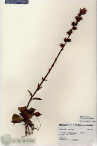 URN_catalog_HBHinton_herbarium_27275.jpg.jpg