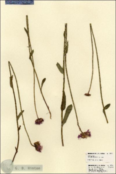URN_catalog_HBHinton_herbarium_23301.jpg.jpg