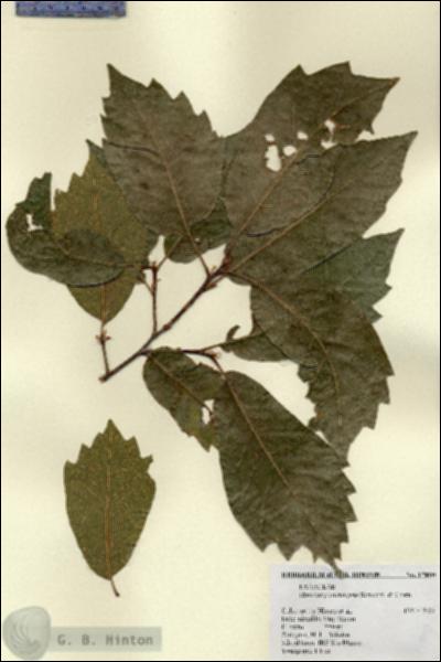 URN_catalog_HBHinton_herbarium_17800.jpg.jpg