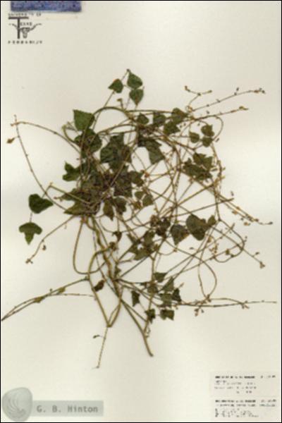 URN_catalog_HBHinton_herbarium_26463.jpg.jpg