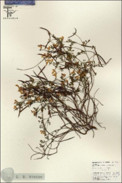 URN_catalog_HBHinton_herbarium_26169.jpg.jpg