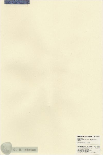URN_catalog_HBHinton_herbarium_23504.jpg.jpg