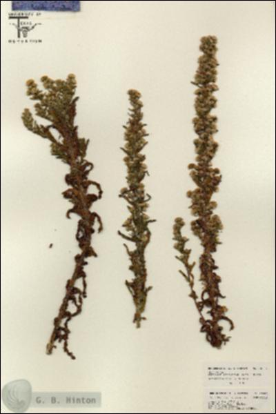 URN_catalog_HBHinton_herbarium_26065.jpg.jpg