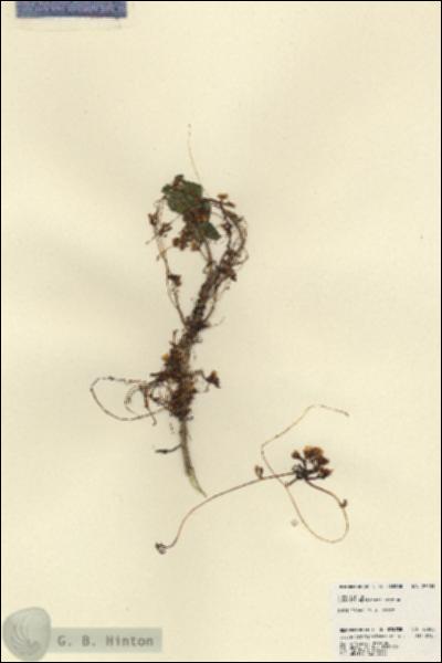 URN_catalog_HBHinton_herbarium_23503.jpg.jpg