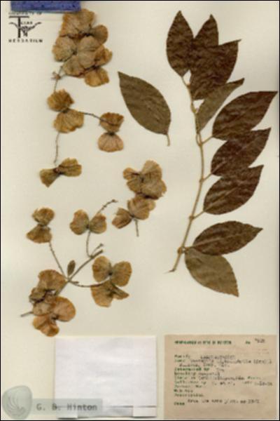 URN_catalog_HBHinton_herbarium_7523.jpg.jpg