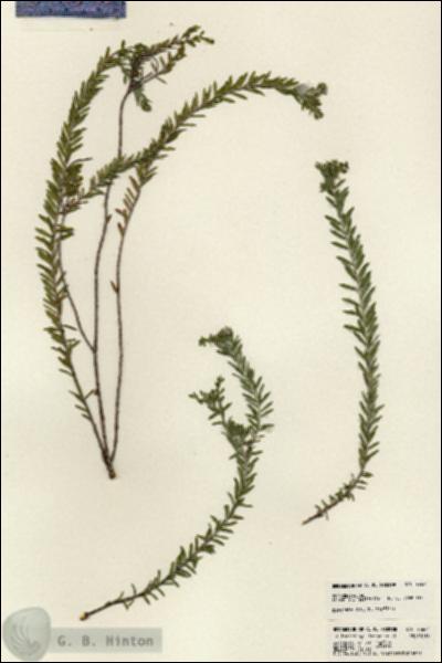 URN_catalog_HBHinton_herbarium_23641.jpg.jpg