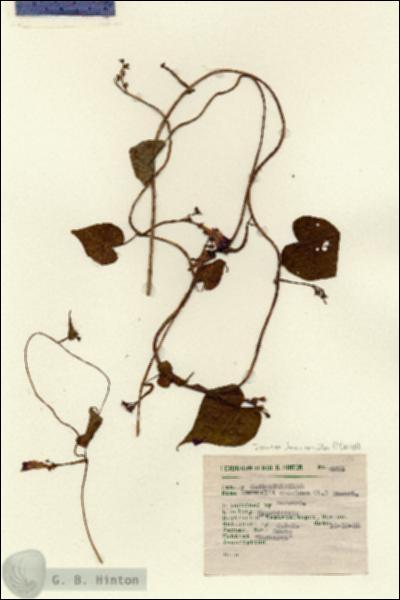 URN_catalog_HBHinton_herbarium_4991.jpg.jpg