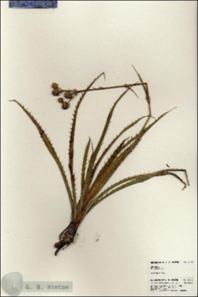 URN_catalog_HBHinton_herbarium_24472.jpg.jpg