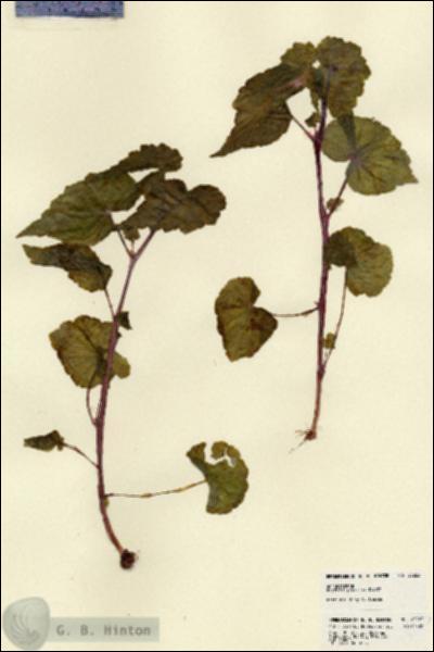 URN_catalog_HBHinton_herbarium_23223.jpg.jpg