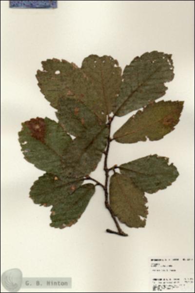 URN_catalog_HBHinton_herbarium_23919.jpg.jpg