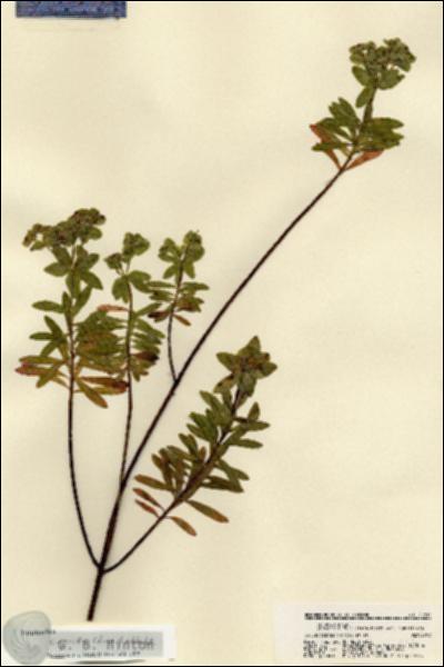 URN_catalog_HBHinton_herbarium_21815.jpg.jpg