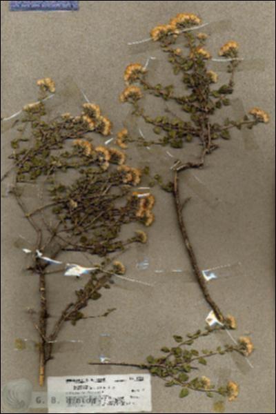 URN_catalog_HBHinton_herbarium_19864.jpg.jpg
