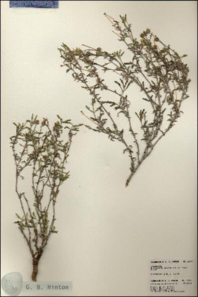 URN_catalog_HBHinton_herbarium_23190.jpg.jpg