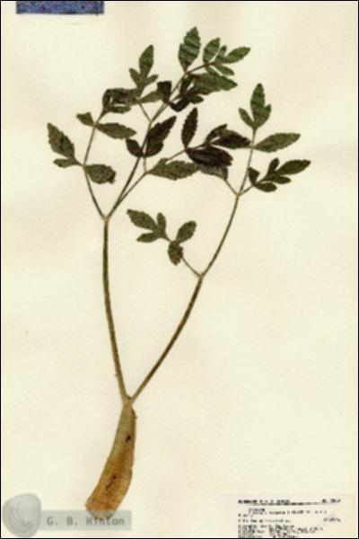 URN_catalog_HBHinton_herbarium_22299.jpg.jpg
