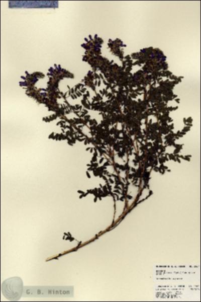 URN_catalog_HBHinton_herbarium_22454.jpg.jpg