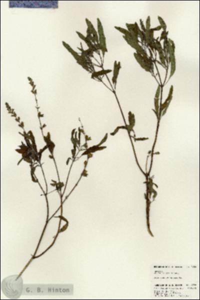 URN_catalog_HBHinton_herbarium_24320.jpg.jpg
