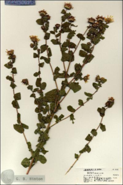 URN_catalog_HBHinton_herbarium_21434.jpg.jpg