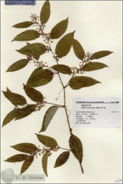 URN_catalog_HBHinton_herbarium_17648.jpg.jpg