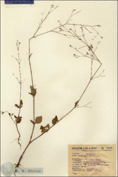 URN_catalog_HBHinton_herbarium_13078.jpg.jpg