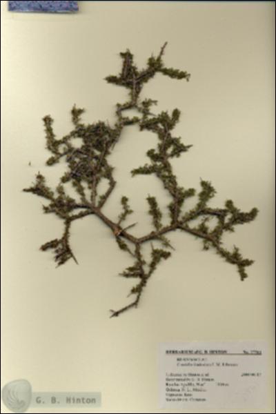 URN_catalog_HBHinton_herbarium_27561.jpg.jpg