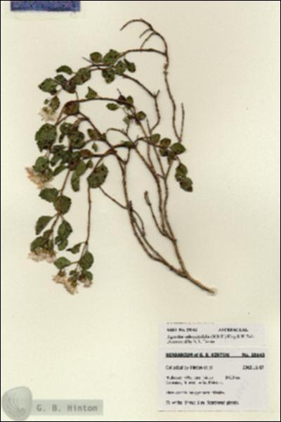 URN_catalog_HBHinton_herbarium_28143.jpg.jpg