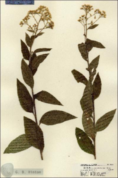 URN_catalog_HBHinton_herbarium_22254.jpg.jpg