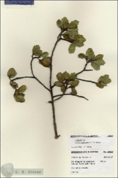 URN_catalog_HBHinton_herbarium_28019.jpg.jpg