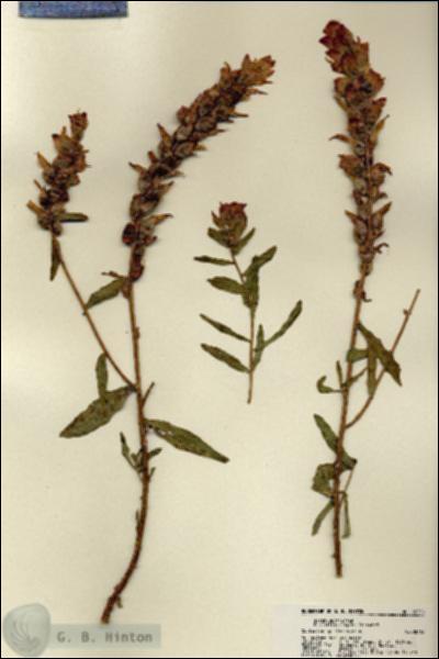 URN_catalog_HBHinton_herbarium_22338.jpg.jpg