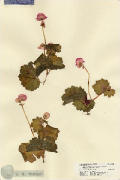 URN_catalog_HBHinton_herbarium_21475.jpg.jpg
