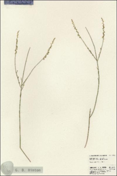 URN_catalog_HBHinton_herbarium_23709.jpg.jpg