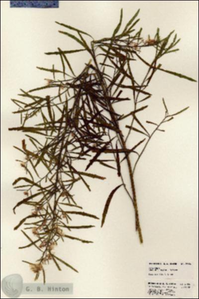URN_catalog_HBHinton_herbarium_23834.jpg.jpg