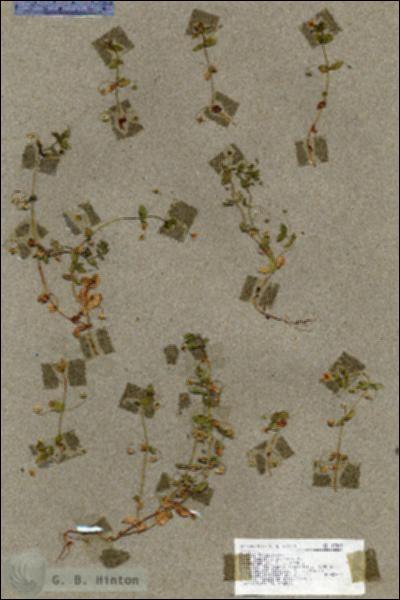URN_catalog_HBHinton_herbarium_17803.jpg.jpg