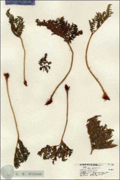 URN_catalog_HBHinton_herbarium_21182.jpg.jpg