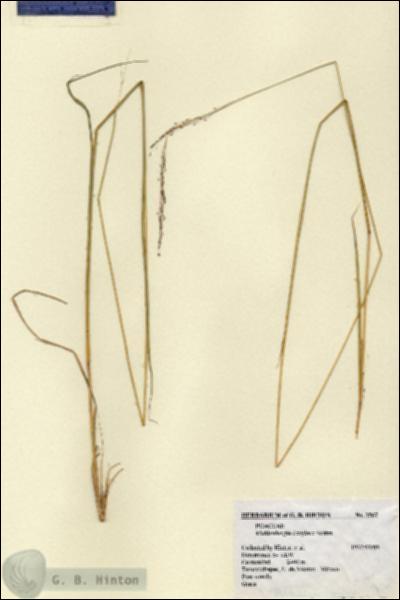 URN_catalog_HBHinton_herbarium_1567.jpg.jpg