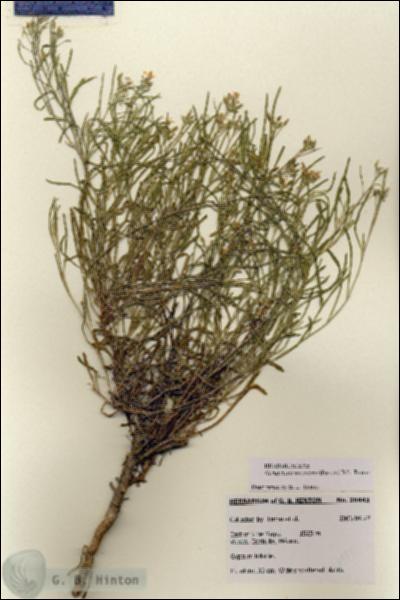 URN_catalog_HBHinton_herbarium_28443.jpg.jpg