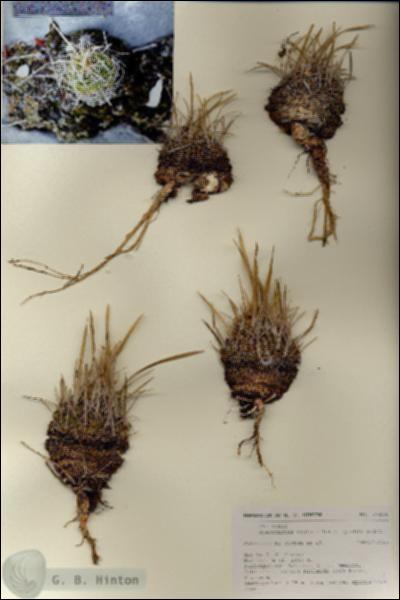 URN_catalog_HBHinton_herbarium_27154.jpg.jpg