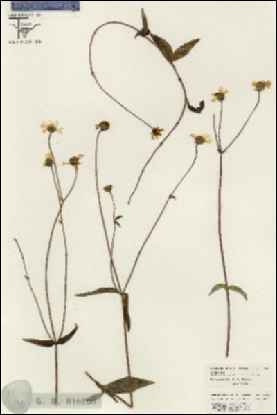 URN_catalog_HBHinton_herbarium_26384.jpg.jpg