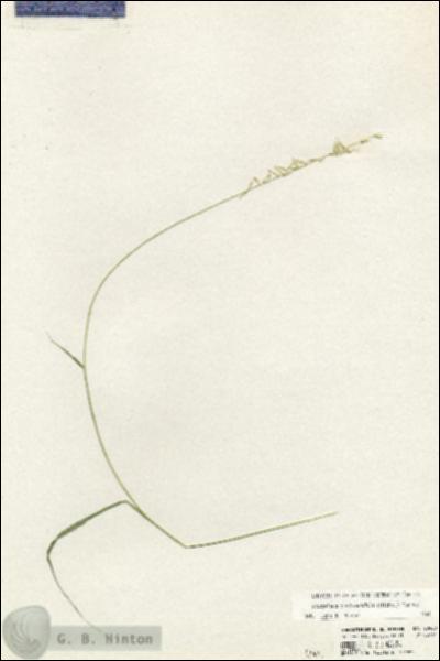 URN_catalog_HBHinton_herbarium_20920.jpg.jpg