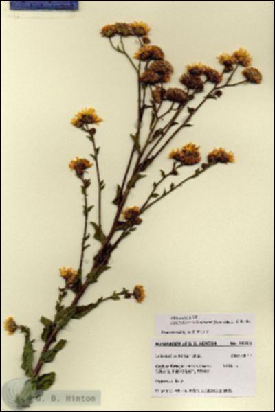 URN_catalog_HBHinton_herbarium_28751.jpg.jpg