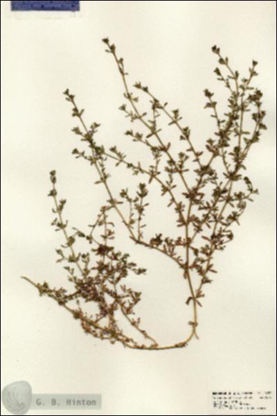 URN_catalog_HBHinton_herbarium_24352.jpg.jpg