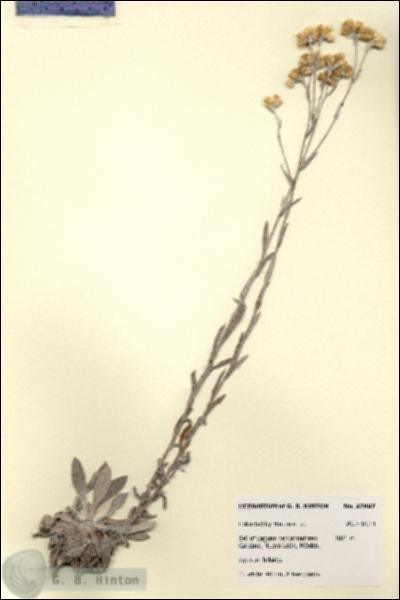 URN_catalog_HBHinton_herbarium_27897.jpg.jpg