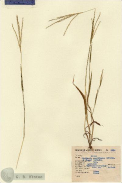 URN_catalog_HBHinton_herbarium_4490.jpg.jpg
